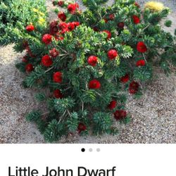 Dwarf Bottlebush Trees 3gallon 