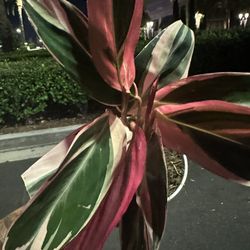 Triostar Calathea & Satin Pothos  4” Pots 