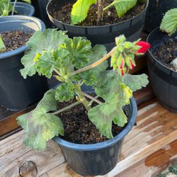 Geraniums Red Plant 🪴 $5