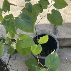 Betel Leaves ( Paan) Plant Big