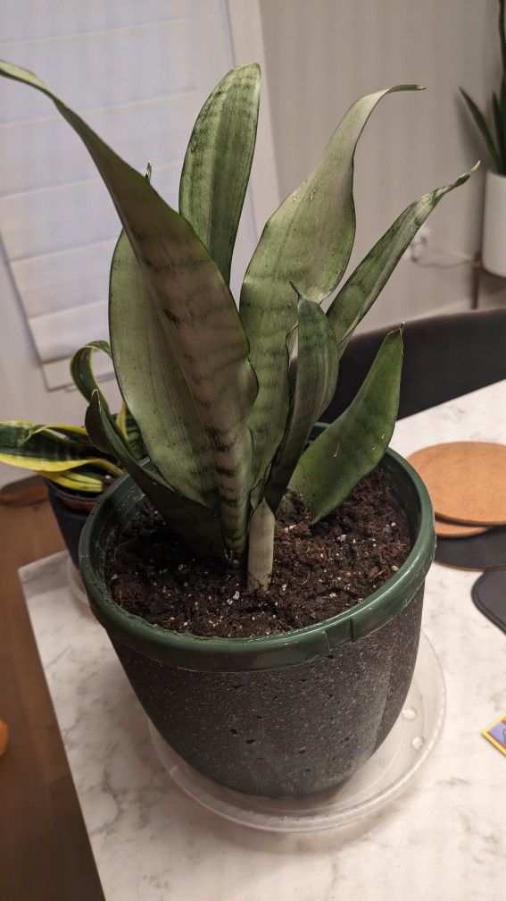 Snake Plant Moonshine (Rare Variety)