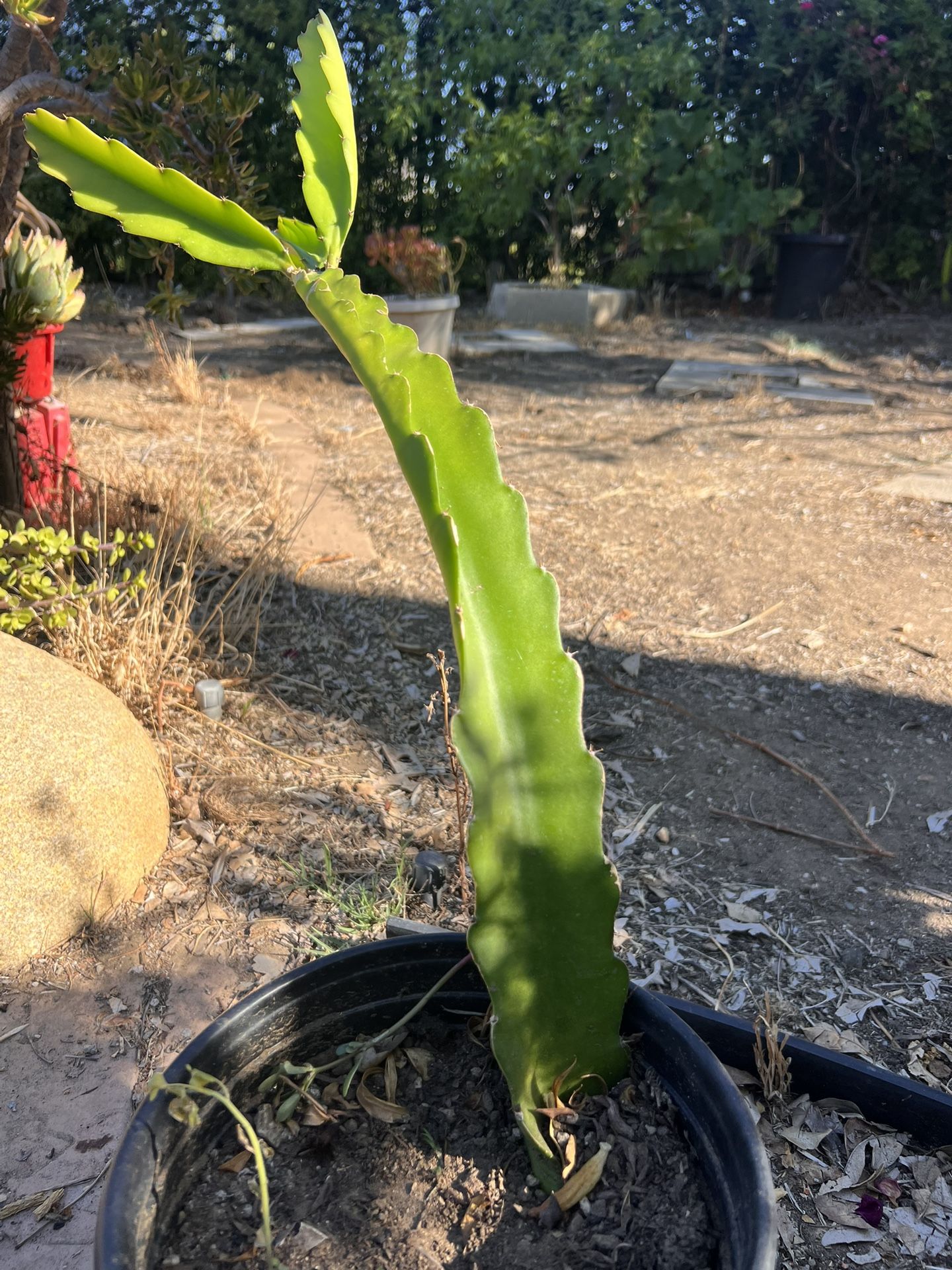 Dragon Fruit Plants