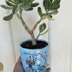 Variegated Jade Plant