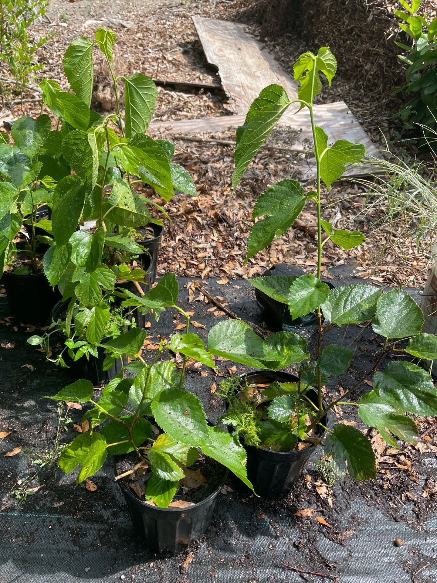 Pakistan mulberry trees