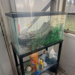 Fish Tank 