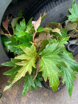 Angel wing begonia plant