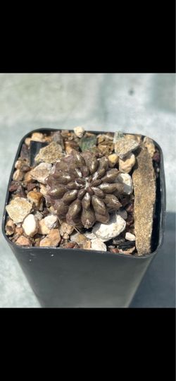 Copiapoa