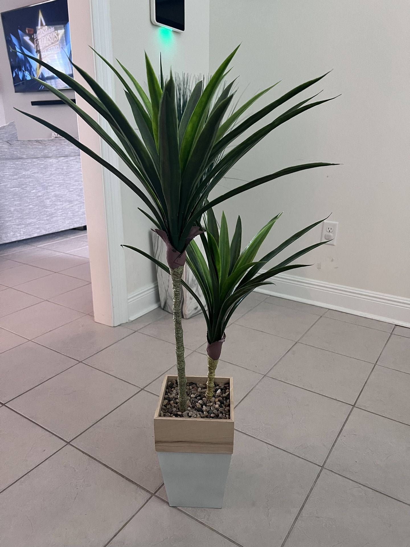 Decor Plant