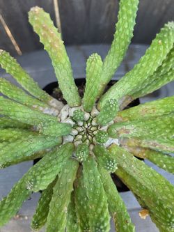 Euphorbia esculenta, succulent, cactus, specimen