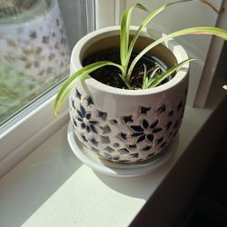 Spider Plant In Little Pot 