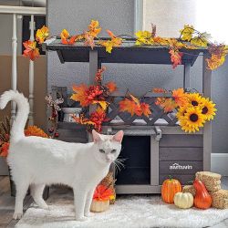 Cat House With Balcony 