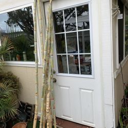 Super Sweet, Organic Sugar, Cane 6 Feet Tall. 