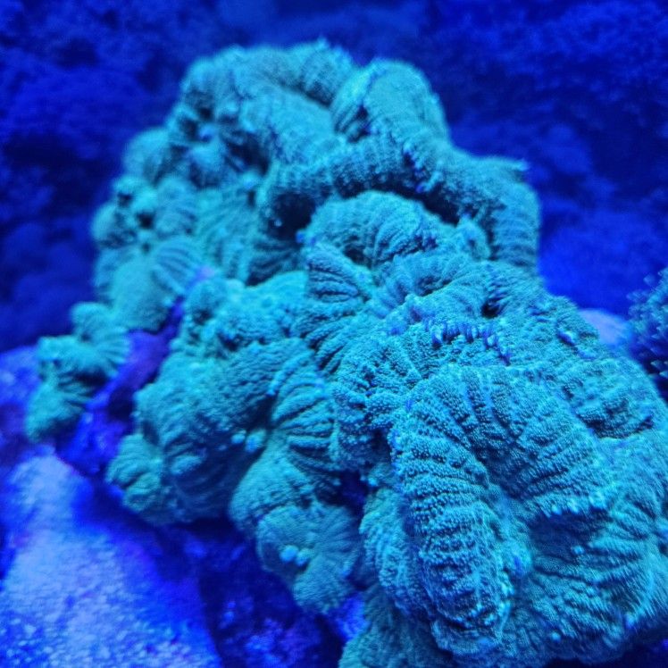 Green Mushroom Rock. Saltwater