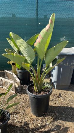 Big bird of paradise