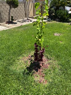 Eastern Redbud Tree