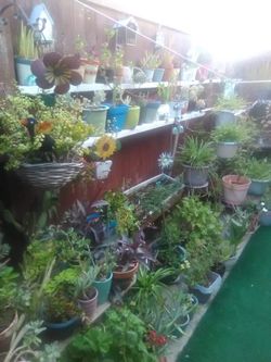 Lots of plants