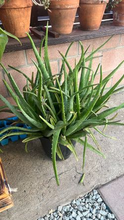Big big aloe vera