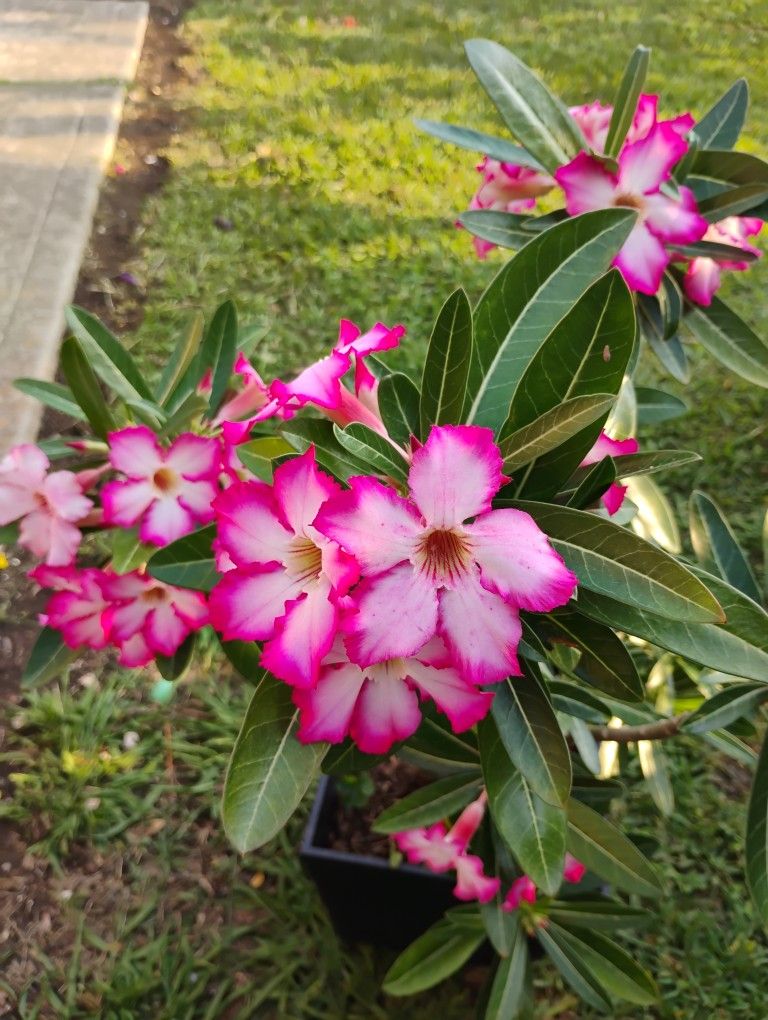 Adenum Rose Desert 🏜️ Plant