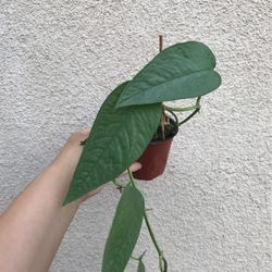 Beautiful Cebu Blue Pothos Plant
