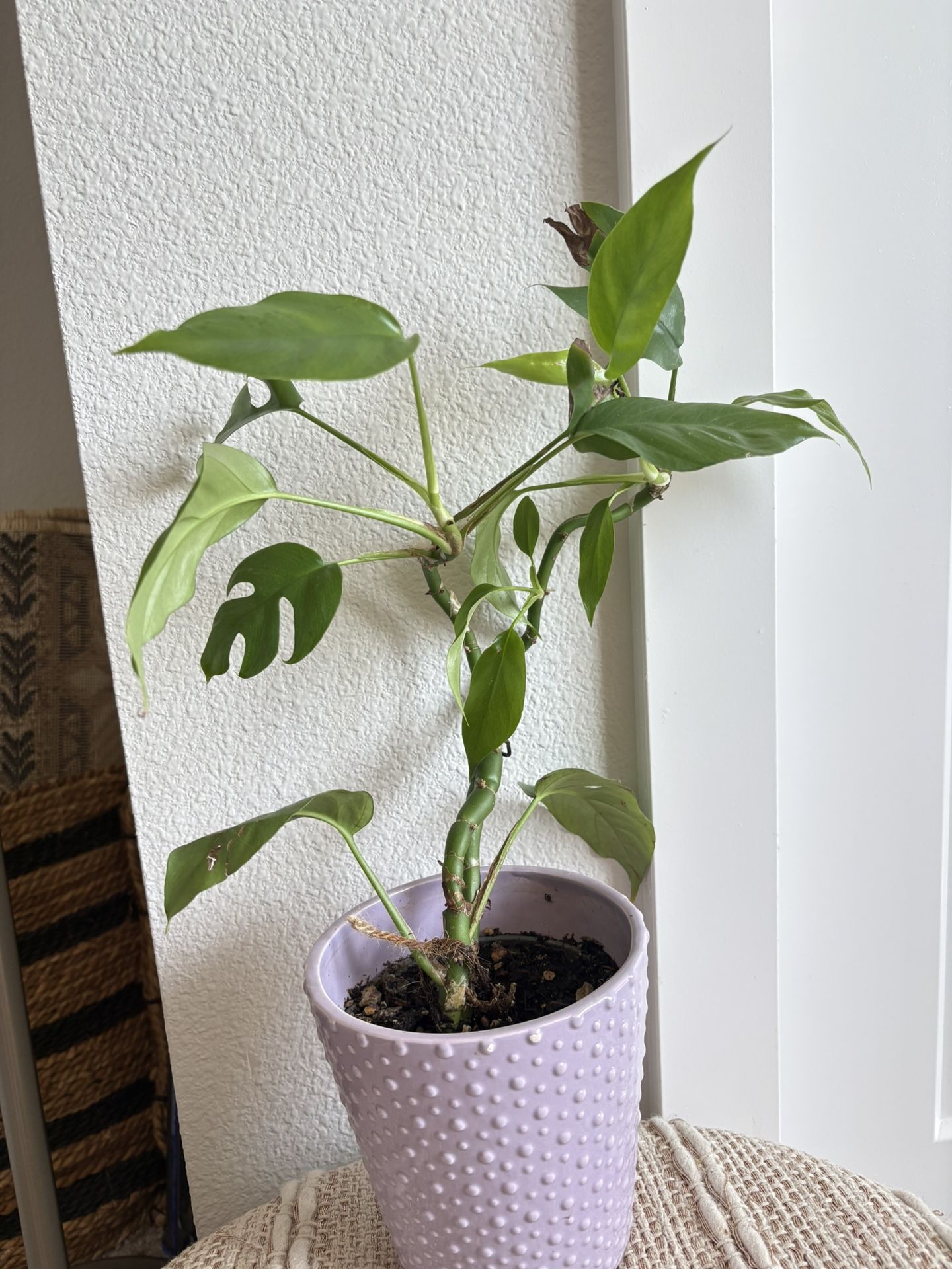 Mini Monstera 