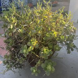 Succulent Flower Pot