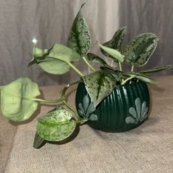 Exotica Pothos House Plant 