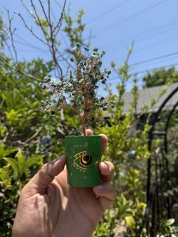 Evil Eye And May Tree Karma And Luck