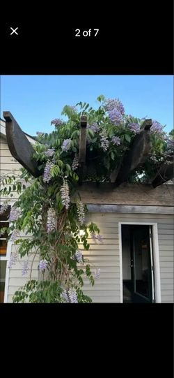 Wisteria- Kentucky Blue Moon