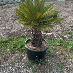 Sago Palm Plants