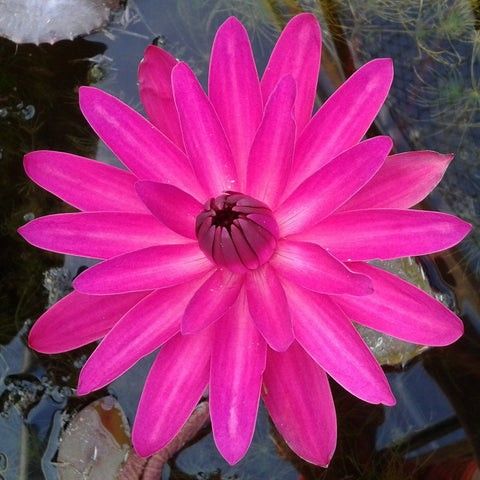 Red Water Lily Plant For Pond Aquarium Or Fish