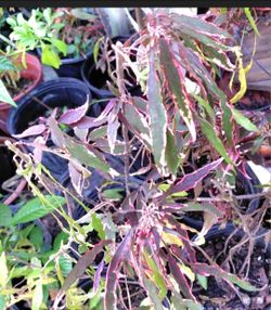 Acalpha Firestorm Landscape Plant