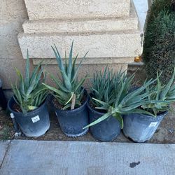 Plants For Sale 