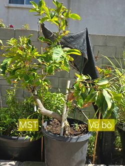 Mận MST & Vu Bo Wax jambu