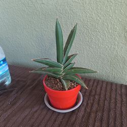 Samurai plant