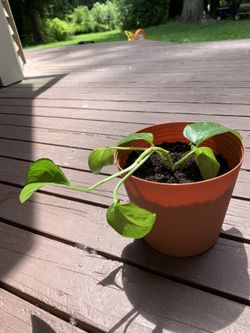 Golden pothos house plant