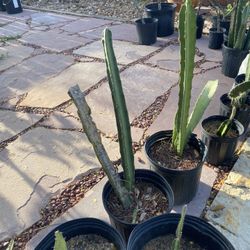 Dragon Fruit Cactus