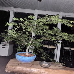 Japanese Maple Tree