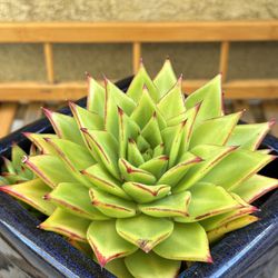 Succulent plant in 6” pot