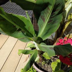 AMAZING DWARF BLOODY BANANA PLANT IN POD