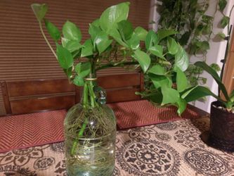 Money plant