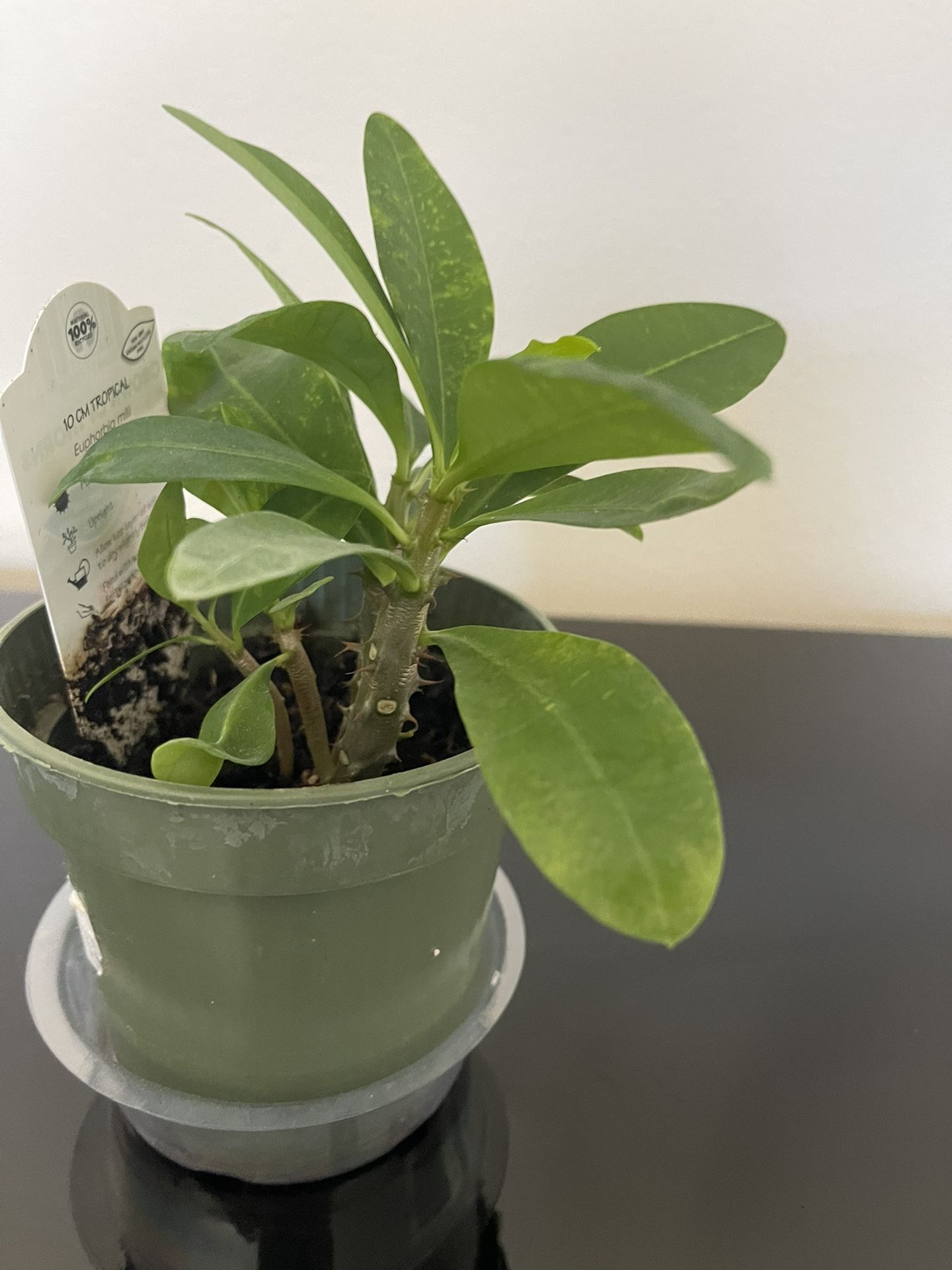 Plant