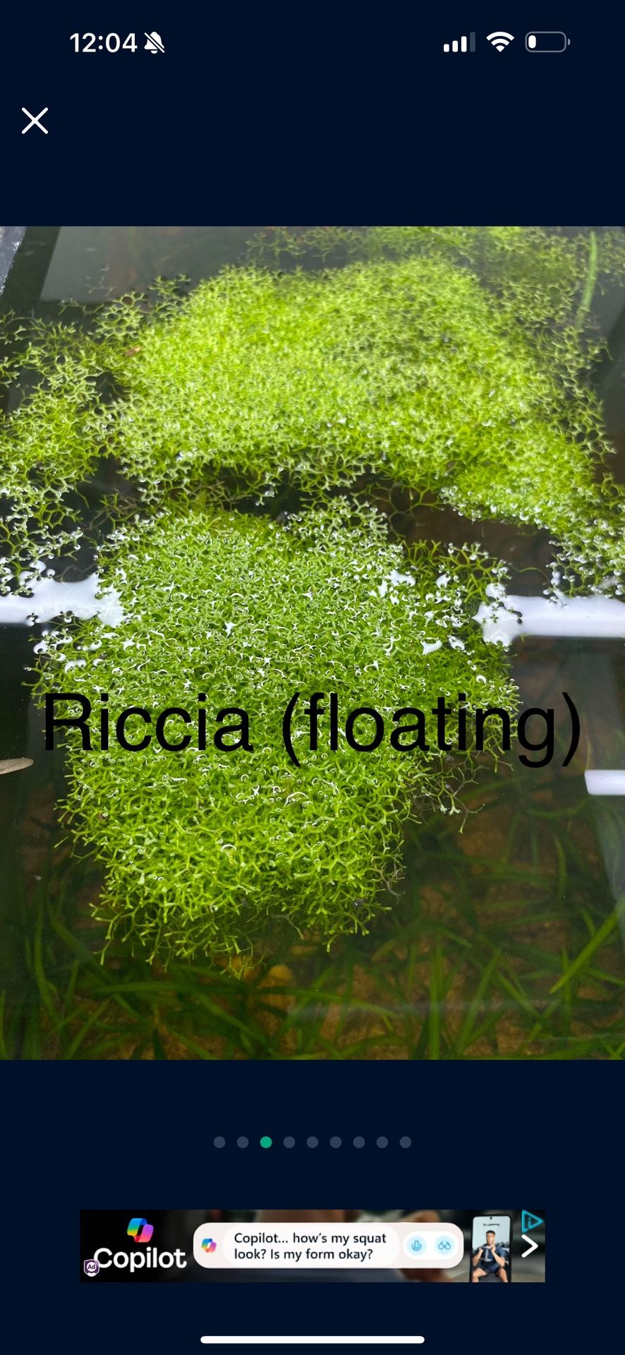 Aquarium Plants Grown Locally