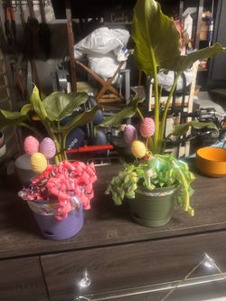 Plants Easter Succulents