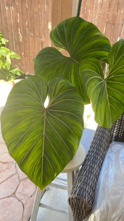 Philodendron  gloriosum