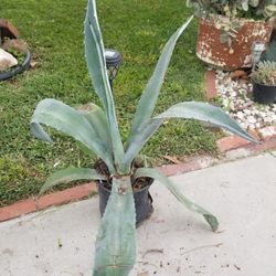 Potted Medium Maguey Plant