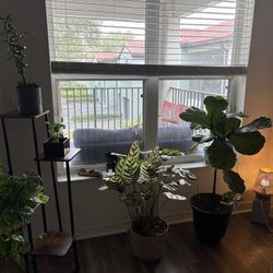 🌿 Big Indoor & Outdoor Plant Bundle – $85 (all together!) 🌿