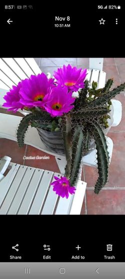 Cactus Baris Colores Y  Mas Colores   Timen Pregutas Yamame (contact info removed) 