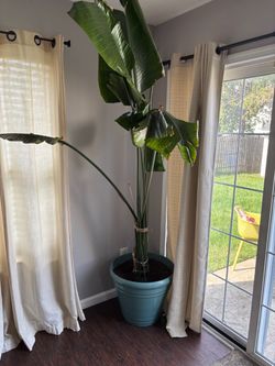 Large Bird of Paradise Plant in Pot