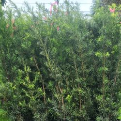 Beautiful Podocarpus Plants For Inmediate Privacy!!! 6 Feet Tall Measurements Over The Pot!!! Fertilized 