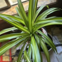 Healthy Hawaiian spider one and Half year mature plant With Baby